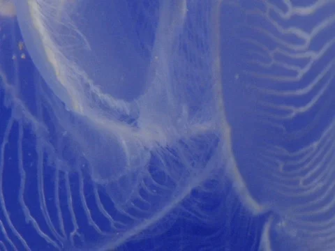 JellyFish ECU Stock Footage 505503
