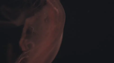 Jellyfish ECU2 Stock Footage 47901440