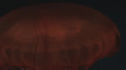 Jellyfish ECU3 Stock Footage 47898691