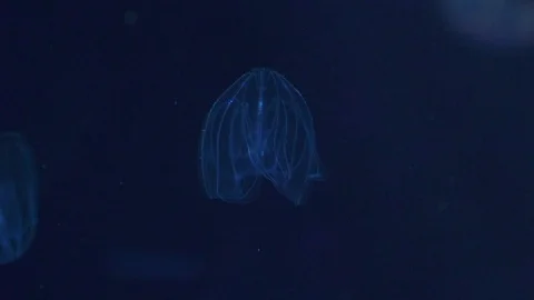 Jellyfish electrolyte in slow motion Stock Footage 97928627