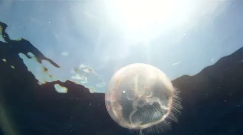 Jellyfish: Extreme Close Up Stock Footage 8913858
