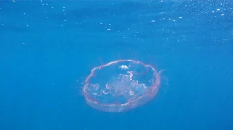 Jellyfish with Fish 1 Stock Footage 8913932
