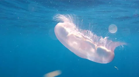 Jellyfish with Fish Inside Stock Footage 8913991