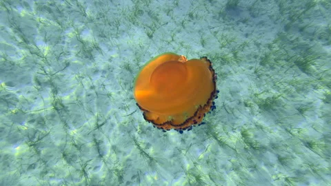 A Jellyfish float and swim Stockbeeldmateriaal 252933433