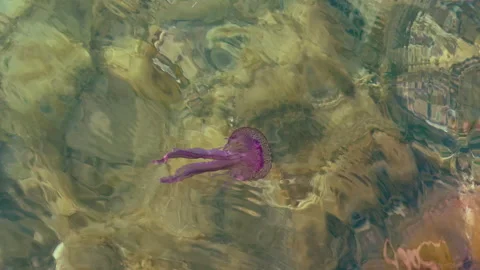 Jellyfish float Stock Footage 155203823