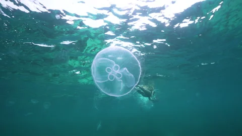 Jellyfish Floating Along Ocean Surface with Snorkelers in Background 스톡 동영상 300272888