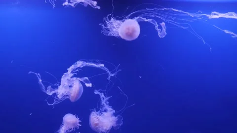 Jellyfish floating in the aquarium Stock Footage 143136545