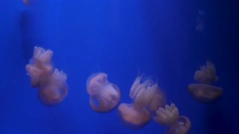 Jellyfish floating in the aquarium Stock Footage 143136576