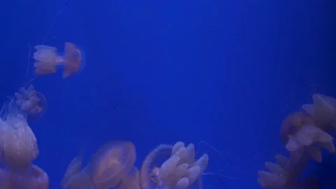 Jellyfish floating in the aquarium Stock Footage 143136676