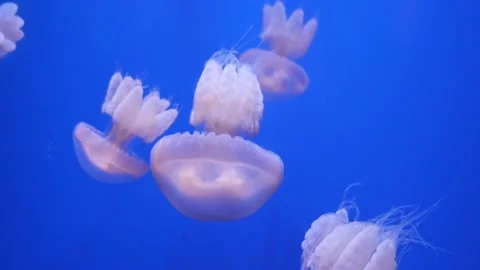 Jellyfish floating in the aquarium Stock Footage 143149877