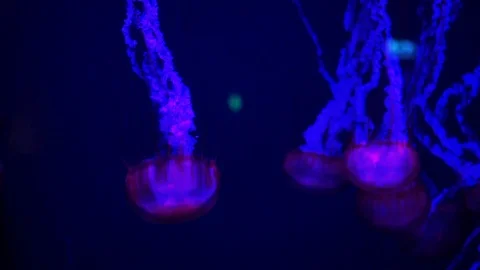 Jellyfish floating in Aquarium pool. Stock Footage 86299833