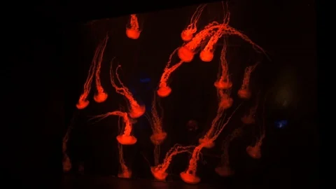 Jellyfish floating in Aquarium pool. Stock Footage 86310394