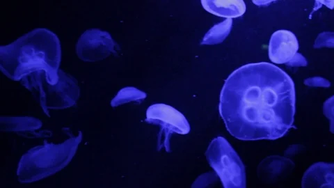 Jellyfish Floating around Stock Footage 98821037