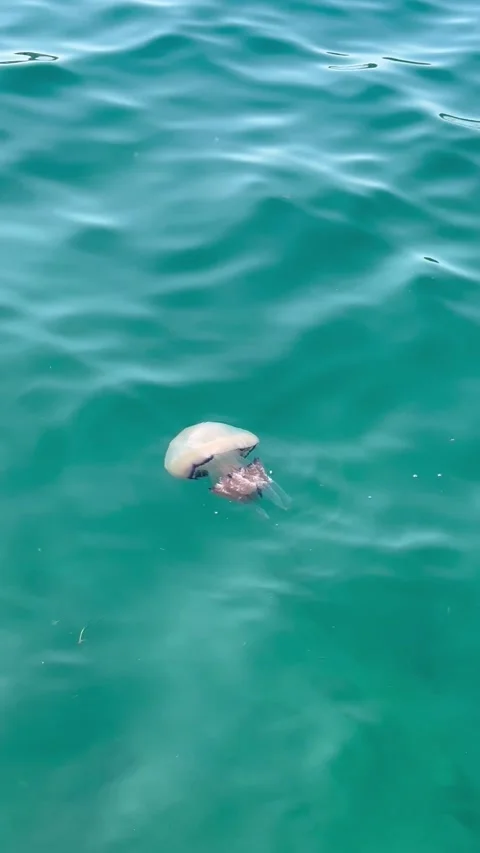 Jellyfish Floating in Blue Ocean Vídeos de archivo 319767064