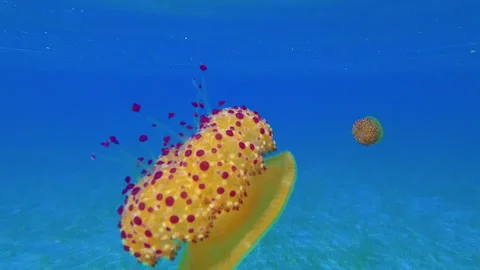 Jellyfish floating in the blue water Stockbeeldmateriaal 247258345