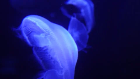 Jellyfish is floating in the dark water Stock-Footage 301874943