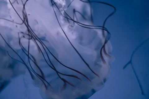 Jellyfish floating in the deep ocean Stock Photos