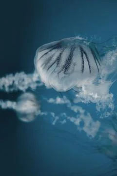 Jellyfish floating in the deep ocean Stock Photos