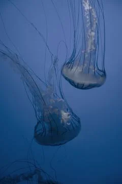 Jellyfish floating in the deep ocean Stock Photos