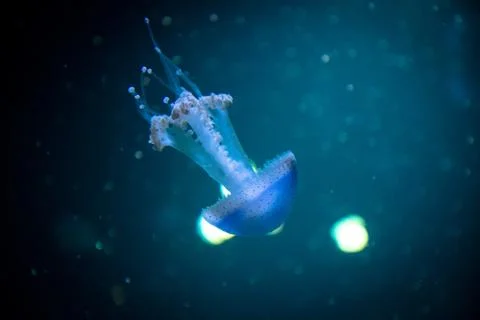 Jellyfish floating into the deep Stock Photos