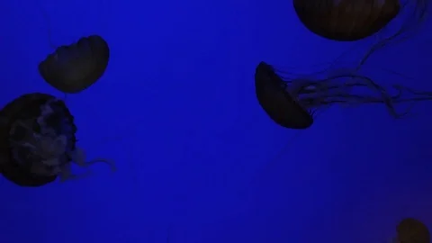 Jellyfish Floating Stock Footage 87927094