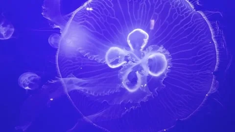Jellyfish floating Stock Footage 212463447