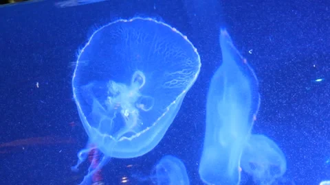 Jellyfish Floating Stock Footage 243232305