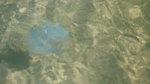 Jellyfish Floating Gracefully in Clear Water Stock Footage 303497831