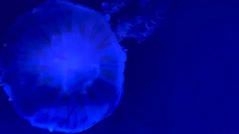 Jellyfish floating gracefully in purple light Stock Footage 308028254