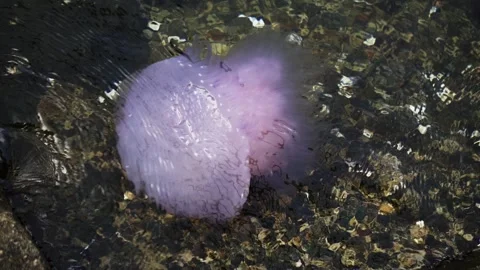 Jellyfish floating by a harbor Stock Footage 295025484