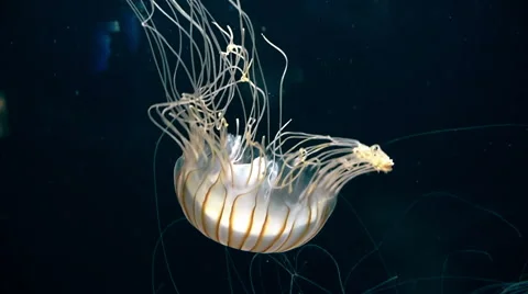 Jellyfish floating in the ocean Stock Footage 51534103