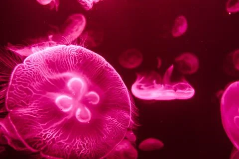 Jellyfish floating in ocean Stock Illustration