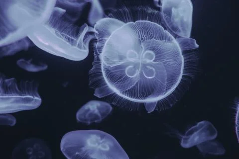 Jellyfish floating in ocean Stock Photos