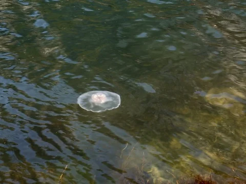 Jellyfish floating ocean surface background Stock Footage