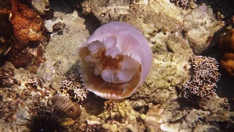 Jellyfish floating over coral reef near sea urchin Stockbeeldmateriaal 340554794