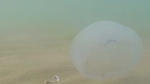 Jellyfish floating in the sea Stock Footage 126424494