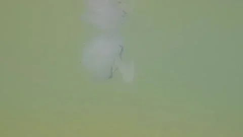 Jellyfish floating in the sea Stock Footage 147614951