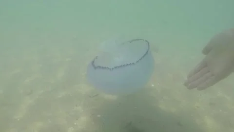 Jellyfish floating in the sea Stock Footage 147615136