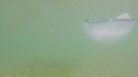 Jellyfish floating in the sea Stock Footage 147615138