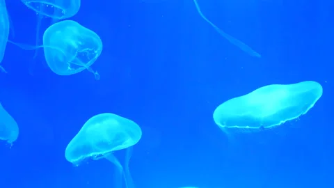 Jellyfish floating slowly on blue background Stock Footage 134035248