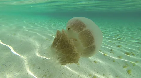 Jellyfish floating through clear water Video stock 50255057
