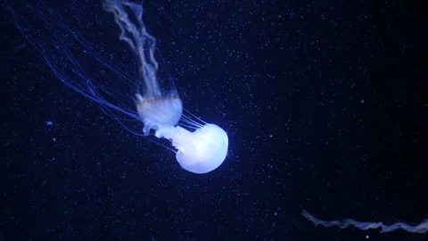 Jellyfish Floating Underwater in Deep Blue Aquarium Background Stock Footage 329171595