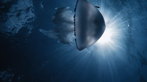 Jellyfish Floating Underwater with The Light From The Sun Stock Footage 336500381