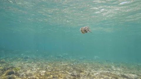 Jellyfish is floating in water surface in ocean over the coral reefs. Stock Footage 114673610