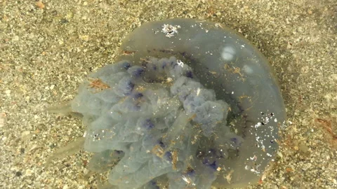 Jellyfish floats on the beach Stock Footage 141950596