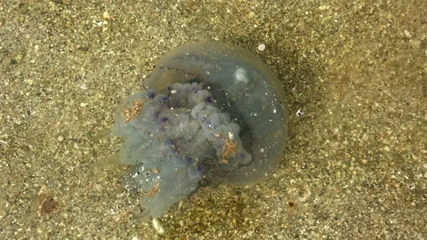 Jellyfish floats on the beach Stock Footage 141950821