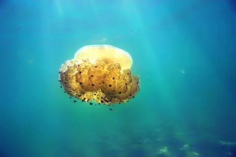 The jellyfish floats in the sea, the rays of the sun penetrate through the bl Stock Photos