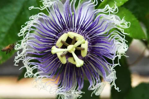 Jellyfish Flower Stockfoto's