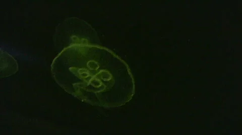 Jellyfish Stock Footage 109051