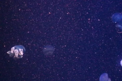 Jellyfish Stock Footage 311733